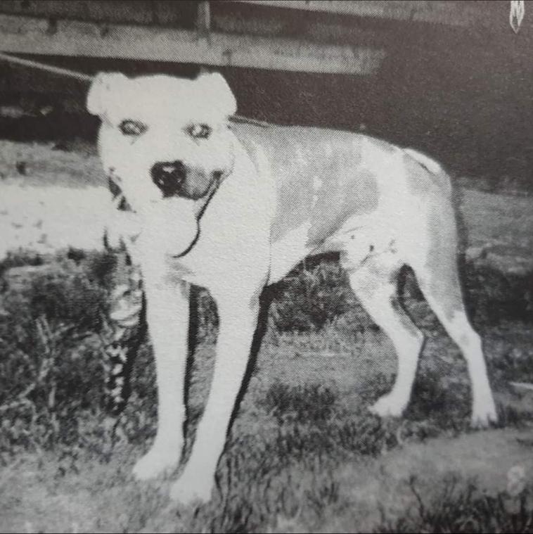 Wildside's Igor
